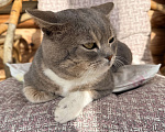 Кошки в Ижевске: Найден кот Мальчик, Бесплатно - фото 3
