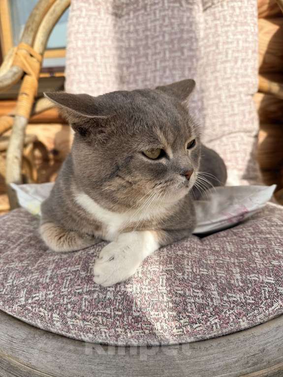 Кошки в Ижевске: Найден кот Мальчик, Бесплатно - фото 3