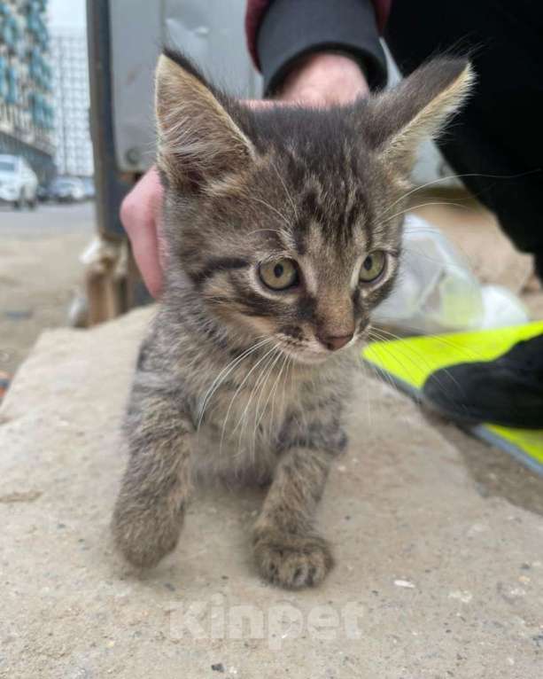 Кошки в Москве: Маленький котенок Воробушек в добрые руки! Москва, МО Мальчик, Бесплатно - фото 2