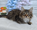 Кошки в Астрахани: Сибирский котик Мальчик, 35 000 руб. - фото 2