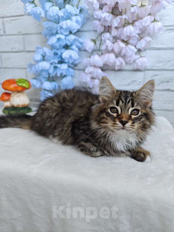 Кошки в Астрахани: Сибирский котик Мальчик, 35 000 руб. - фото 2