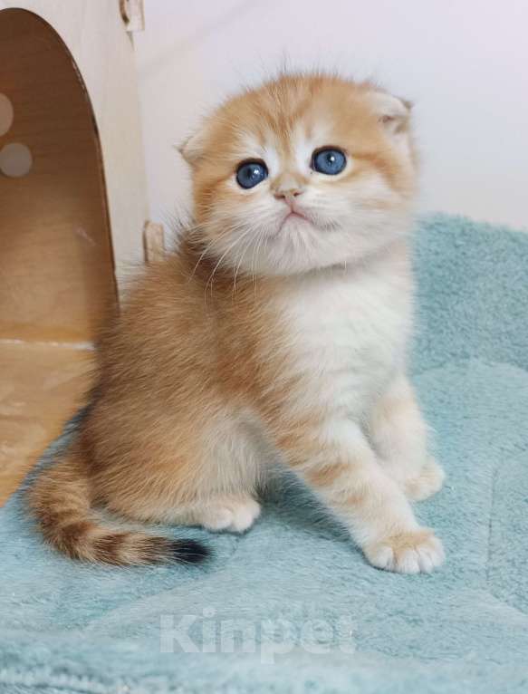 Кошки в Москве: Форбс Мальчик, 65 000 руб. - фото 2