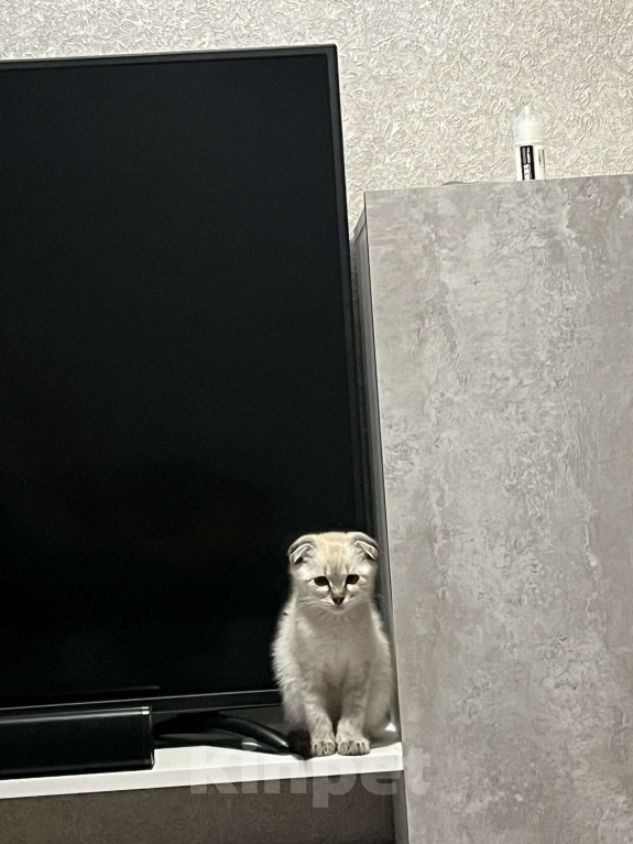 Кошки в Энгельс: Породистый котик в добрые руки🤗 Мальчик, Бесплатно - фото 2