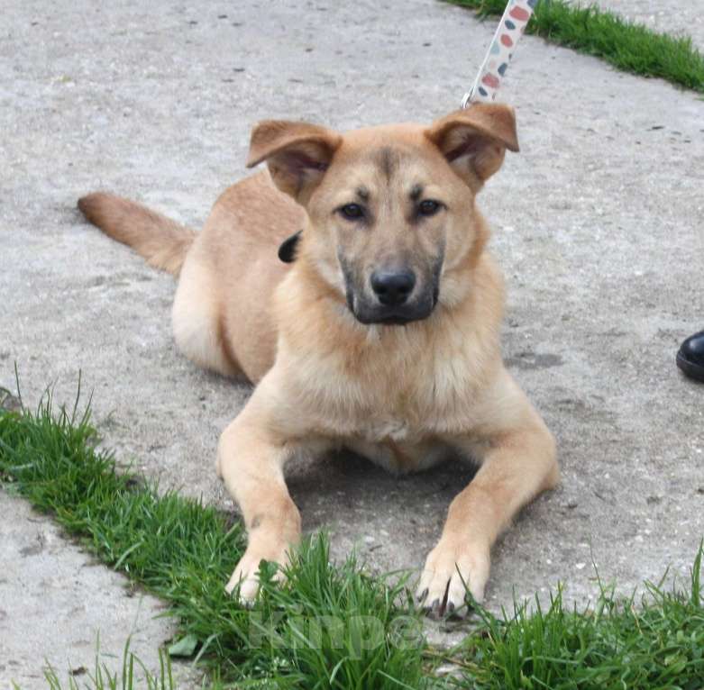 Собаки в Москве: Умный, жизнерадостный, добрый подросток Рэм в поисках своей родной семьи  Мальчик, Бесплатно - фото 1