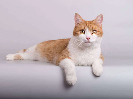 Кошечка Манюня ищет доброе сердце. 