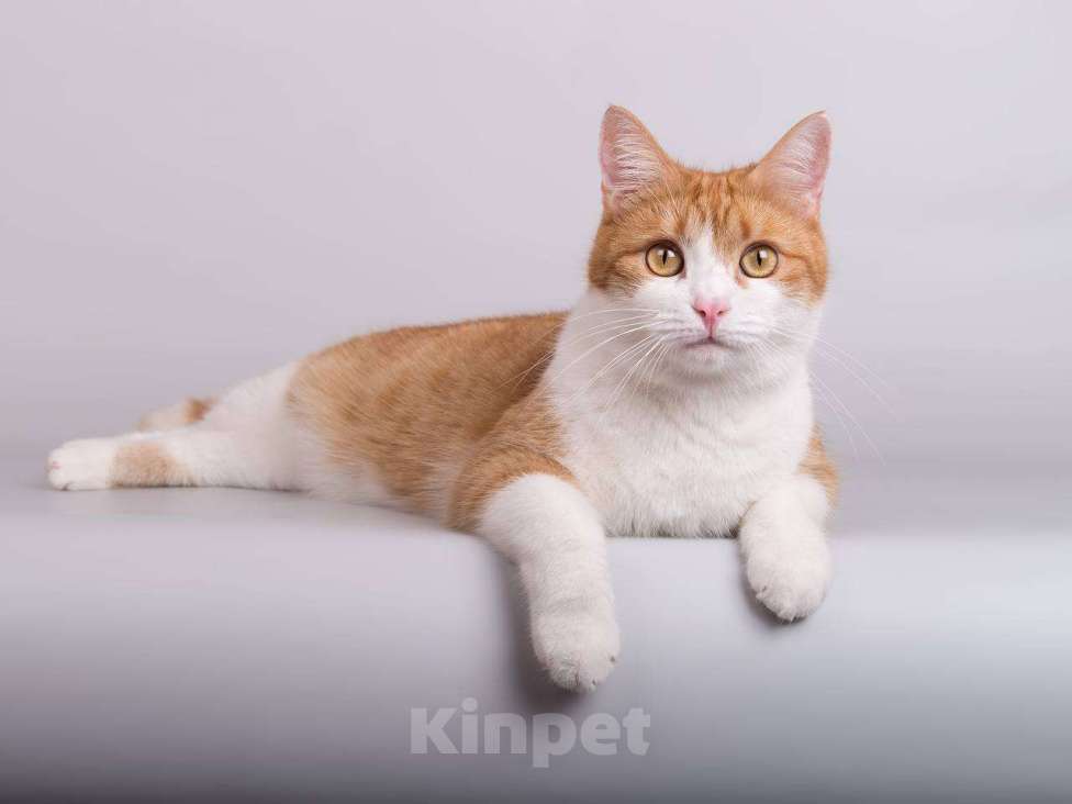 Кошки в Москве: Кошечка Манюня ищет доброе сердце.  Девочка, Бесплатно - фото 1