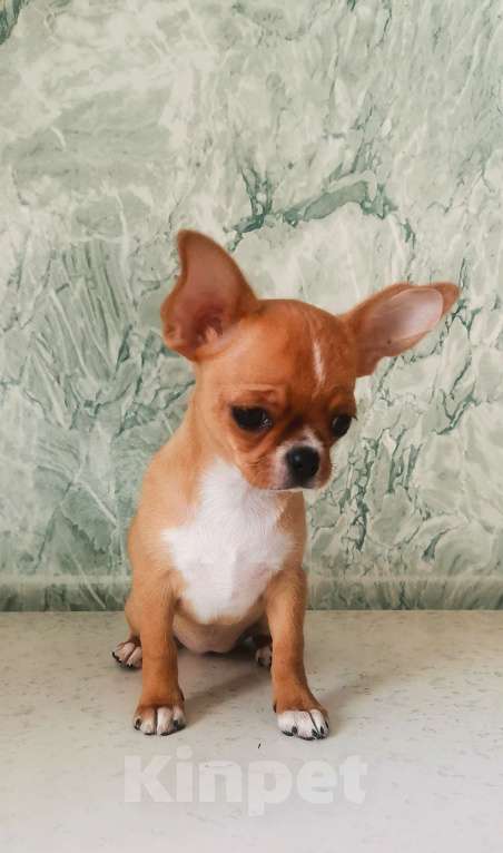 Собаки в Владимире: Девочка, РКФ Девочка, 100 руб. - фото 3