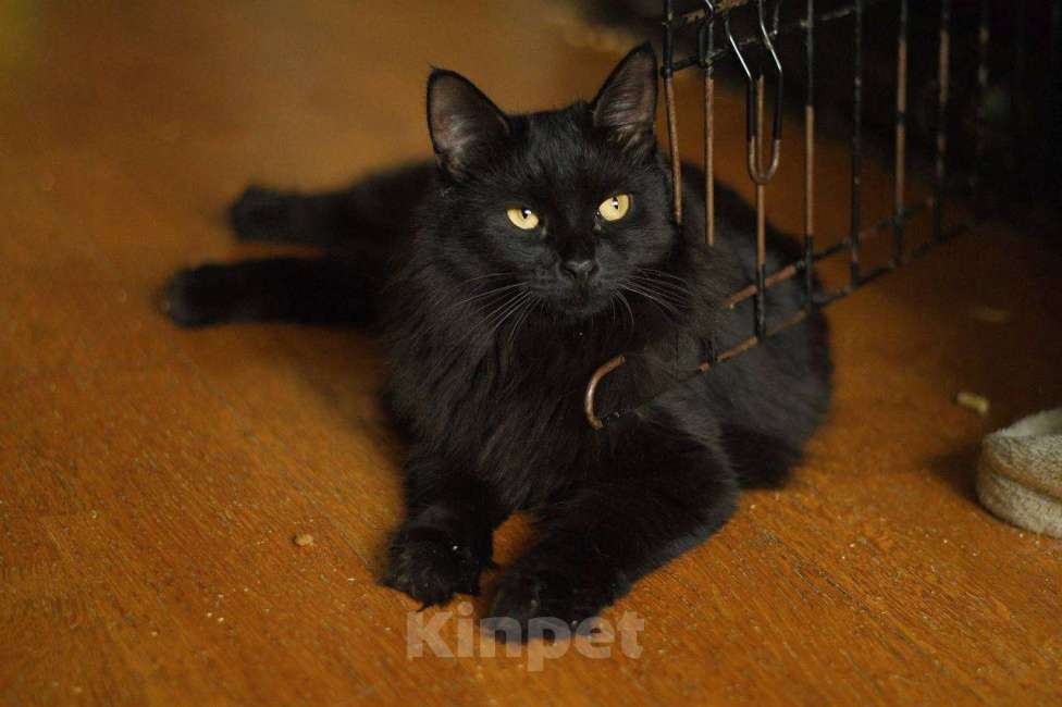 Кошки в Москве: кошка Нуара в добрые руки Девочка, Бесплатно - фото 3