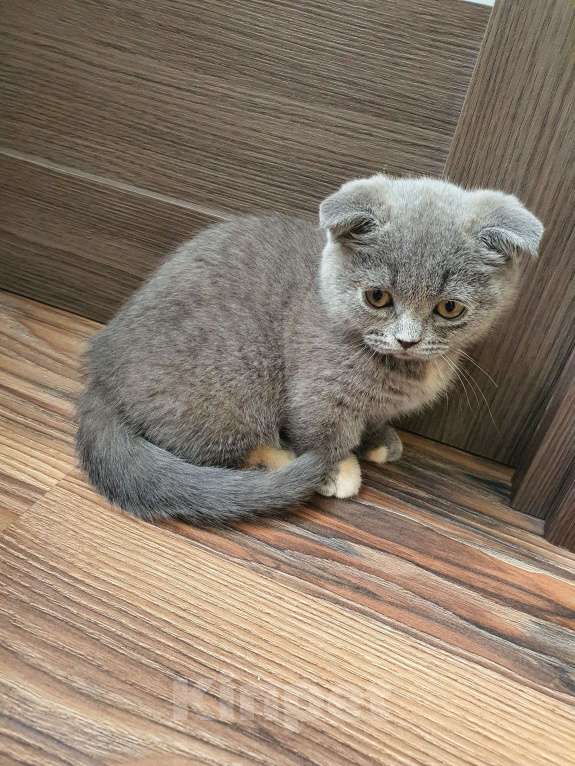 Кошки в Красноармейске: Серая кошечка Скотиш килт фолт  Девочка, 50 000 руб. - фото 2