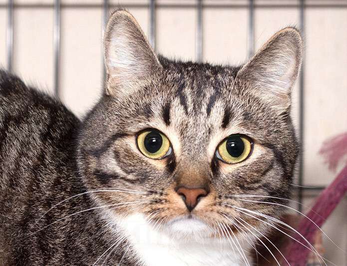 Кошки в Москве: Пристраивается очаровательный кот Капоне в добрые руки Мальчик, Бесплатно - фото 2