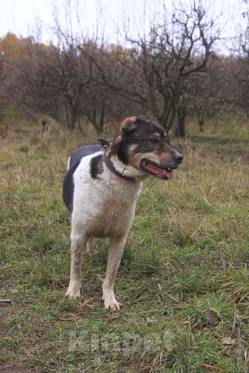 Собаки в Видном: Ра, 2 года Мальчик, Бесплатно - фото 5