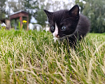 Кошки в Гурьевске: Отдам котёнка в добрые руки Девочка, Бесплатно - фото 2
