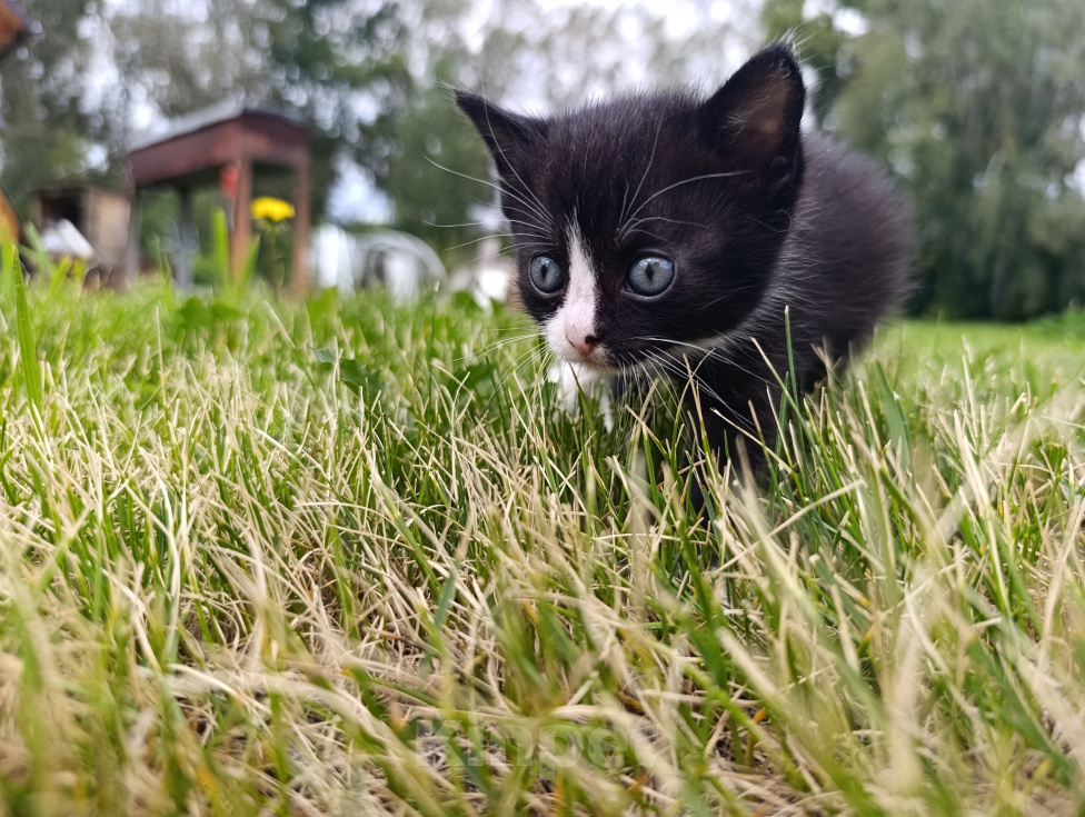 Кошки в Гурьевске: Отдам котёнка в добрые руки Девочка, Бесплатно - фото 2