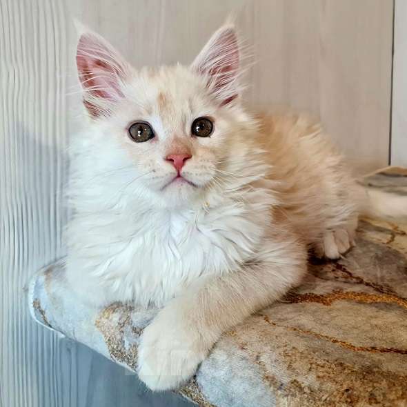 Кошки в других городах Ярославской области: Котята Мейн кун Мальчик, Бесплатно - фото 3