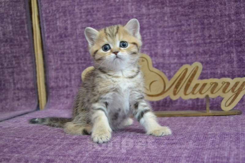 Кошки в Москве: Мраморный страйт Мальчик, 50 000 руб. - фото 2