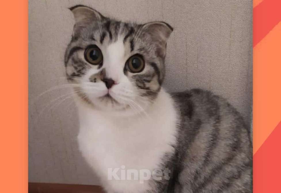 Кошки в Одинцово: Британская короткошёрстная кошка Девочка, Бесплатно - фото 1