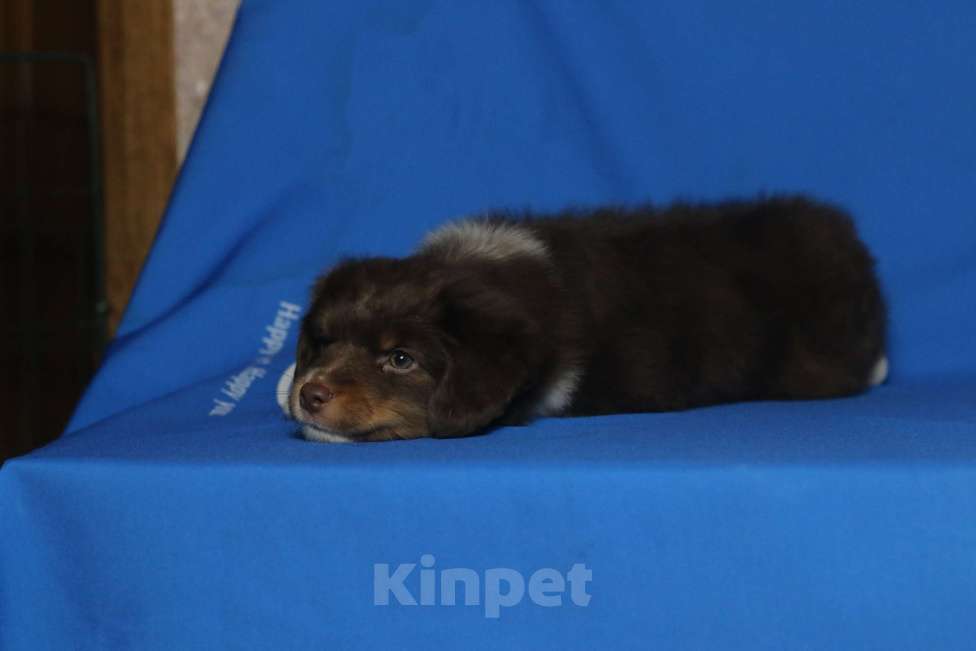 Собаки в Рязани: Щенки мас Разнополые, Бесплатно - фото 5