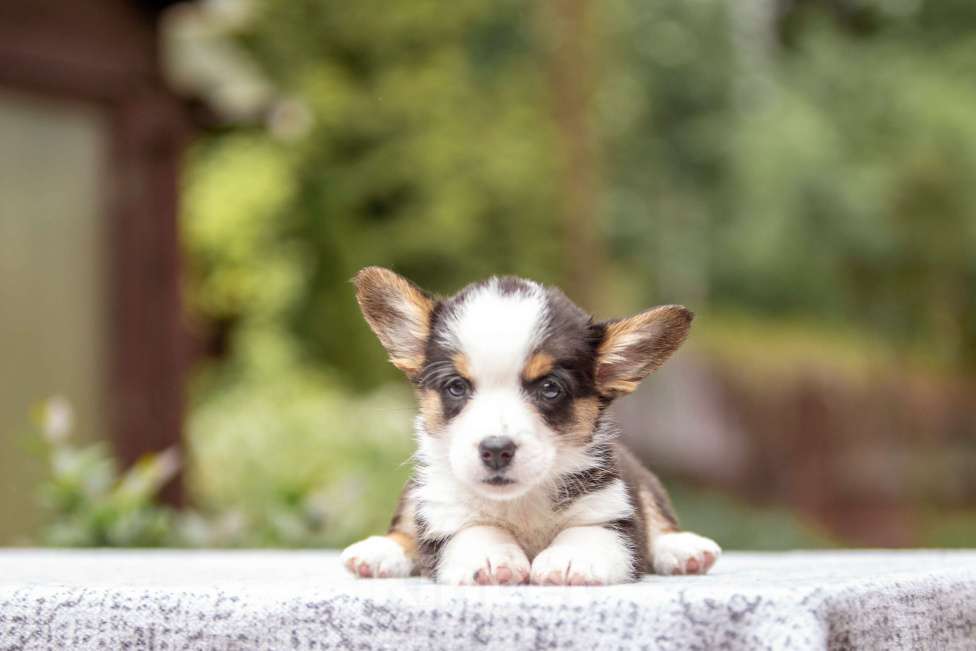 Собаки в Москве: Щенок вельш корги кардиган Мальчик, Бесплатно - фото 3