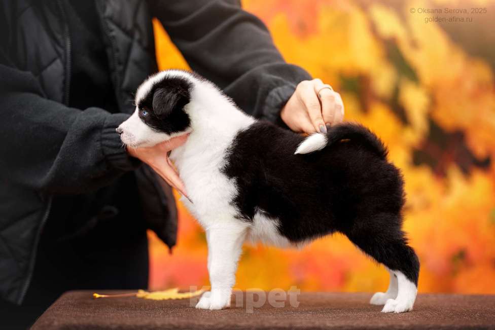 Собаки в Москве: Очень ласковая девочка  Девочка, Бесплатно - фото 3