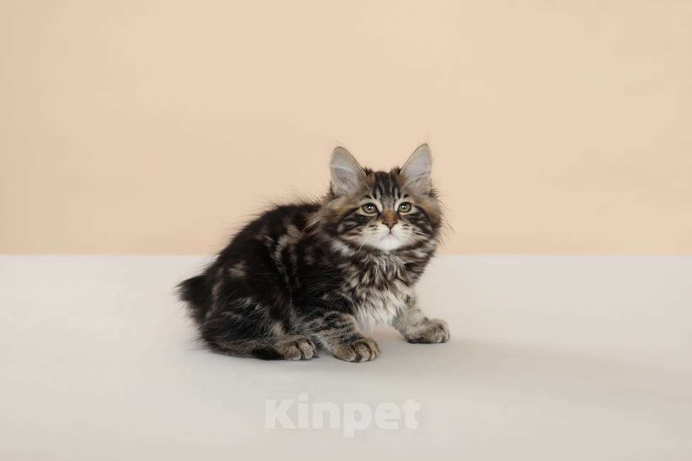 Кошки в Серпухове: Хибискус Русские Цветы Курильский  Бобтейл Мальчик, 80 000 руб. - фото 4