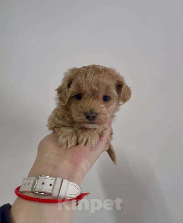 Собаки в Москве: мальтипу девочка Девочка, 110 000 руб. - фото 1