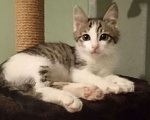 Кошки в Москве: Малыш Леопольд, добрейшая душа. Котенок 3 мес в добрые руки. Мальчик, Бесплатно - фото 1