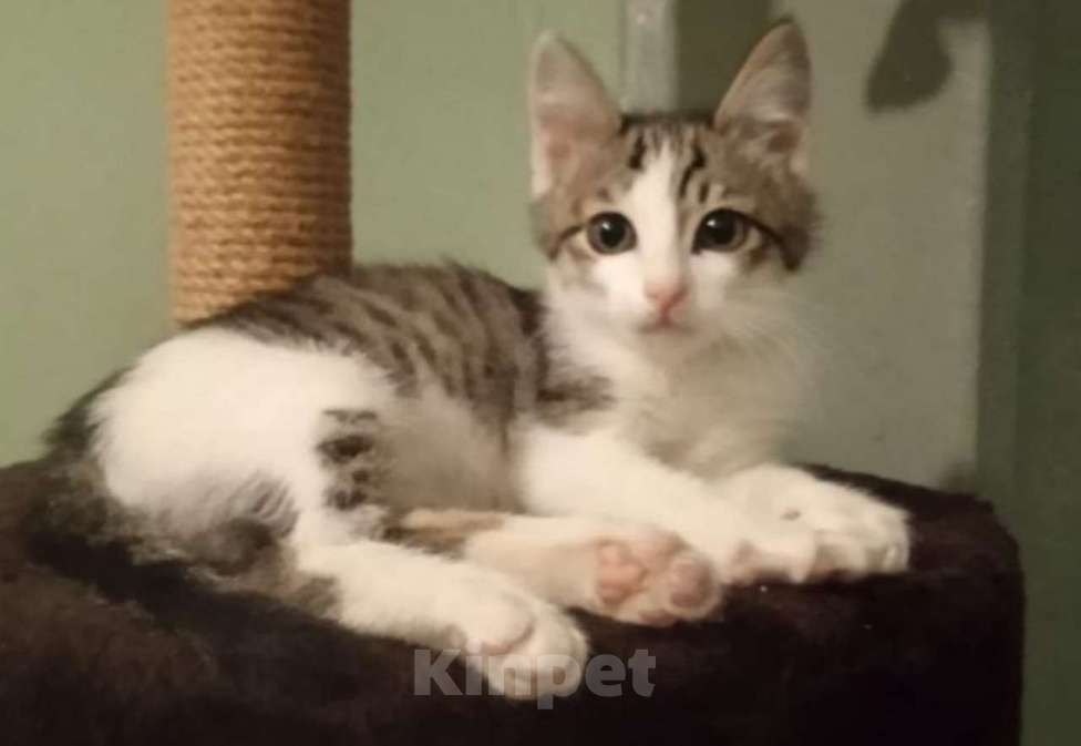 Кошки в Москве: Малыш Леопольд, добрейшая душа. Котенок 3 мес в добрые руки. Мальчик, Бесплатно - фото 1