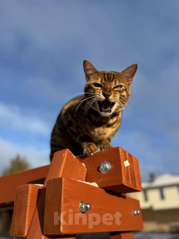 Кошки в Ижевске: Бенгальский Симба  Мальчик, 1 000 руб. - фото 3
