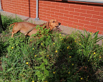 Собаки в Калининграде: Вязка такса, 1 руб. - фото 5