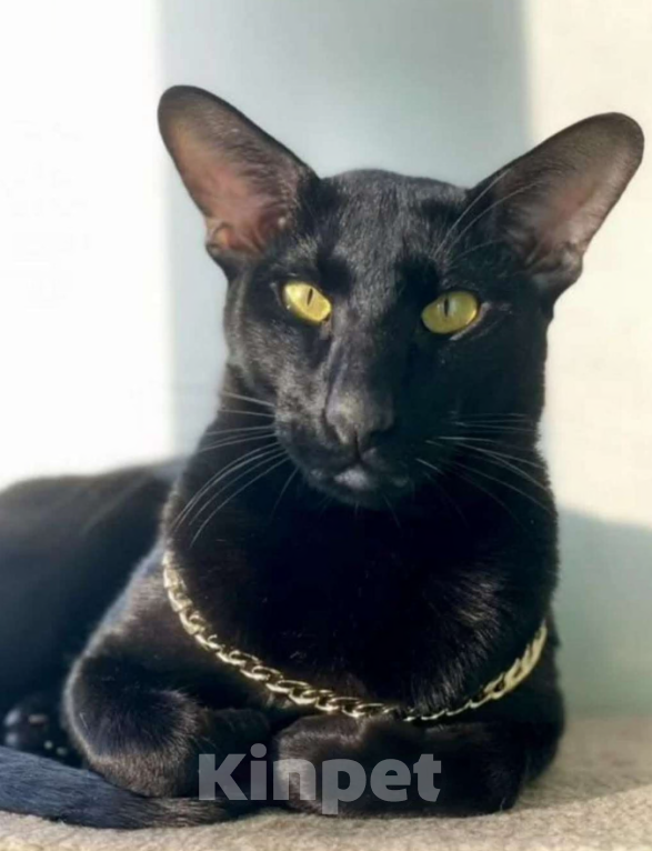 Кошки в Ростове-на-Дону: Ориентальная кошечка Девочка, 20 000 руб. - фото 10