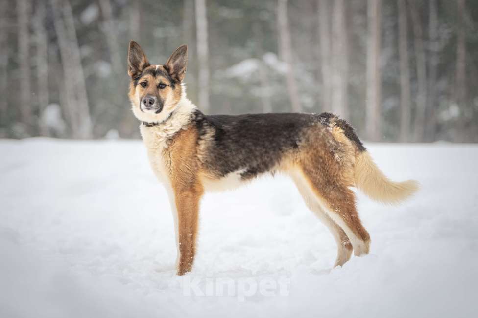 Собаки в Клине: Кокос — добрый и звонкий мальчишка в поисках самого лучшего хозяина Мальчик, Бесплатно - фото 8