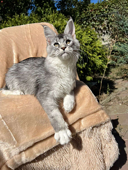 Объявление: Котята мейн-кун, 50 000 руб., Майкоп
