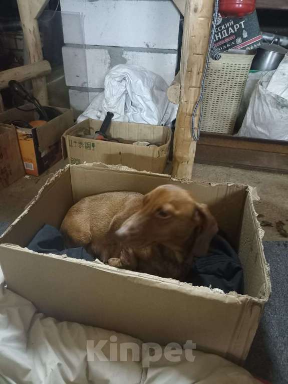 Собаки в других городах Тверской области:  Найдена такса, девочка, окрас рыжий Девочка, Бесплатно - фото 2