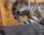 Кошки в Туле: Бенгальский котенок коричневый шоколад Мальчик, 30 000 руб. - фото 6