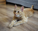 Кошки в Москве: Котенок Сола ищет дом Девочка, Бесплатно - фото 6