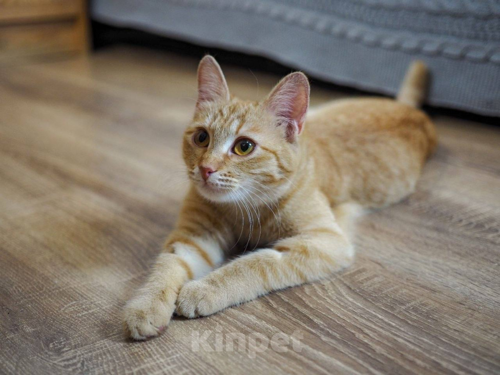 Кошки в Москве: Котенок Сола ищет дом Девочка, Бесплатно - фото 6