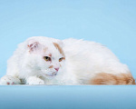 Кошки в Москве: Ласковый вислоухий белый кот Мальчик Мальчик, Бесплатно - фото 3