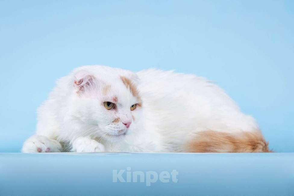 Кошки в Москве: Ласковый вислоухий белый кот Мальчик Мальчик, Бесплатно - фото 3