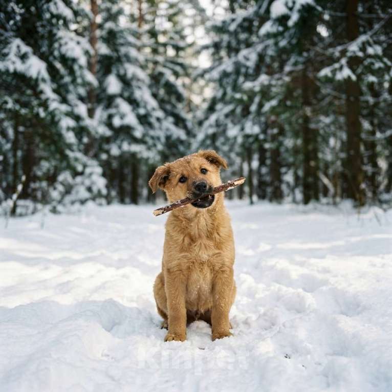 Собаки в Москве: щенок Есения в добрые руки Девочка, Бесплатно - фото 4