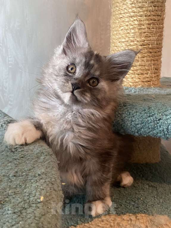Кошки в Москве: Мейн-кун котята серебряные Девочка, 40 000 руб. - фото 2