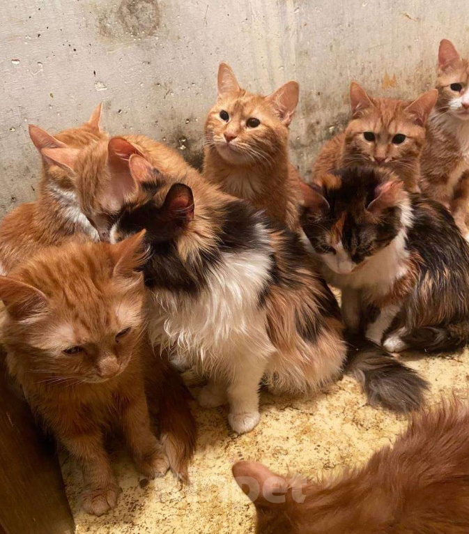 Кошки в Москве: Рыжие коты, кошки, котята в беде Девочка, Бесплатно - фото 1
