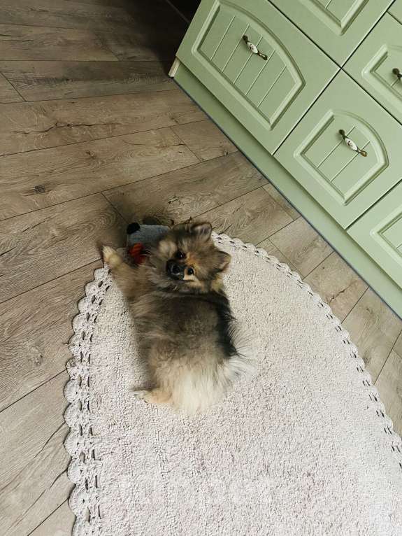 Собаки в Кисловодске: Щенок померанского шпица (Девочка) Девочка, 20 000 руб. - фото 6