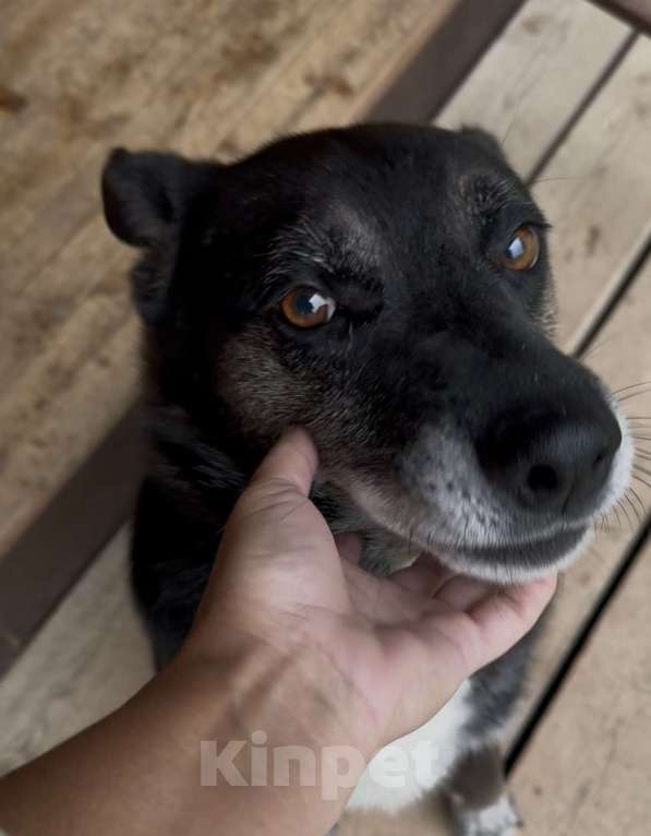 Собаки в Москве: Добрейший Марвин ищет дом Мальчик, Бесплатно - фото 1