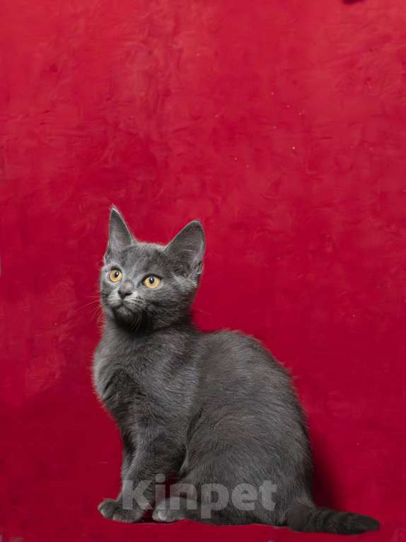 Кошки в Москве: Серая желтоглазая кошечка Девочка, 25 000 руб. - фото 5