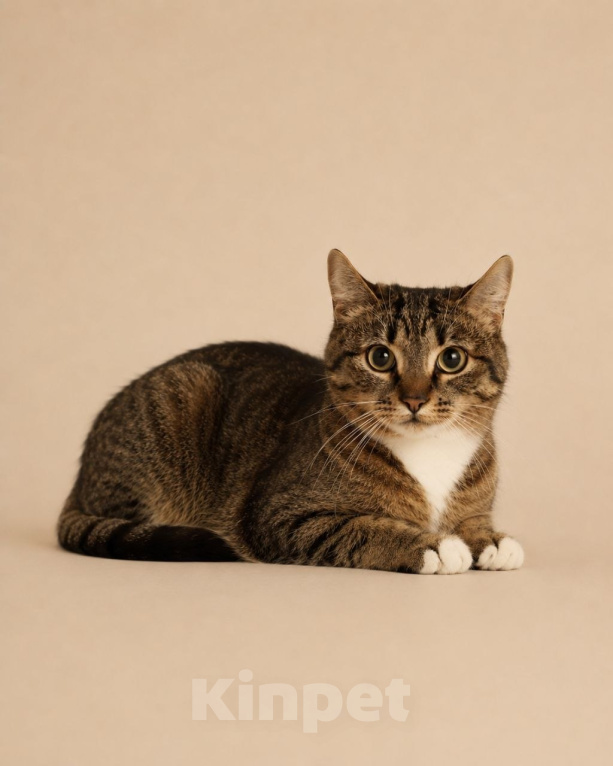 Кошки в Москве: Котёнок Шаня ищет дом Девочка, Бесплатно - фото 3