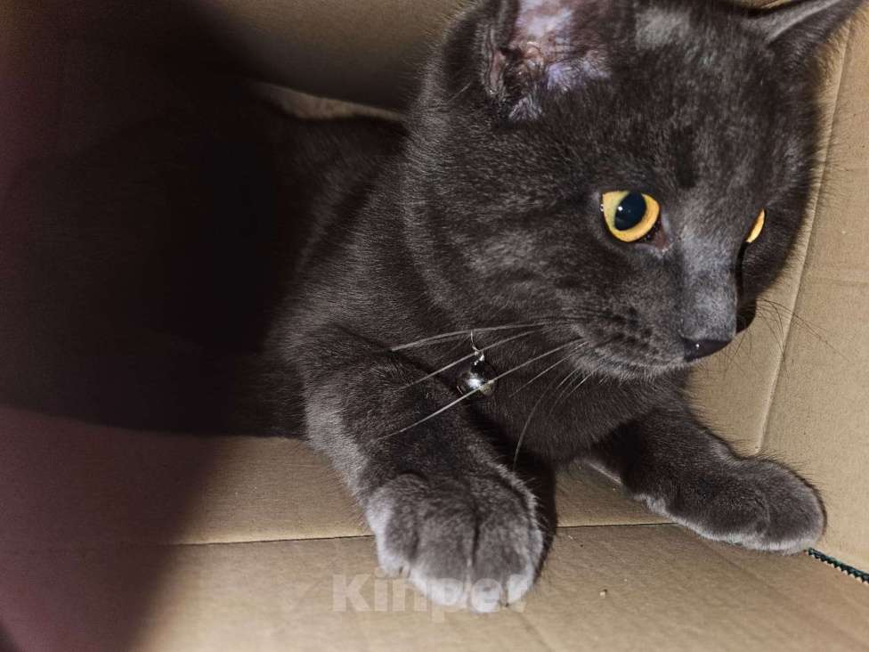 Кошки в Курске: Двойное счастье в подарок к Новому Году Девочка, 5 руб. - фото 2