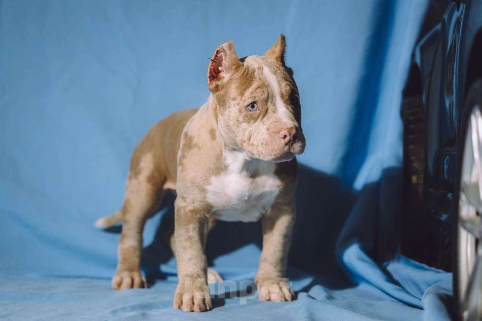 Собаки в Москве: Щенки Американского булли Девочка, 150 000 руб. - фото 3