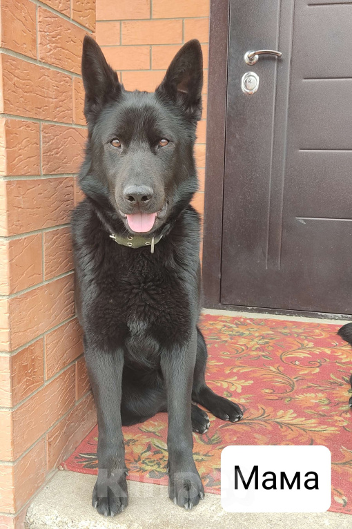 Собаки в других городах Краснодарского края: Щенок немецкой овчарки (девочка) Девочка, 15 000 руб. - фото 4