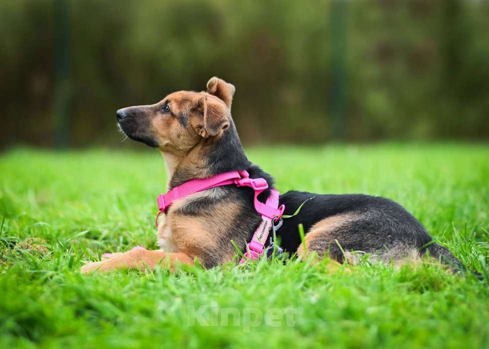 Собаки в других городах Московской области: Тот, кто украдет Ваше сердце:) Мальчик, Бесплатно - фото 8