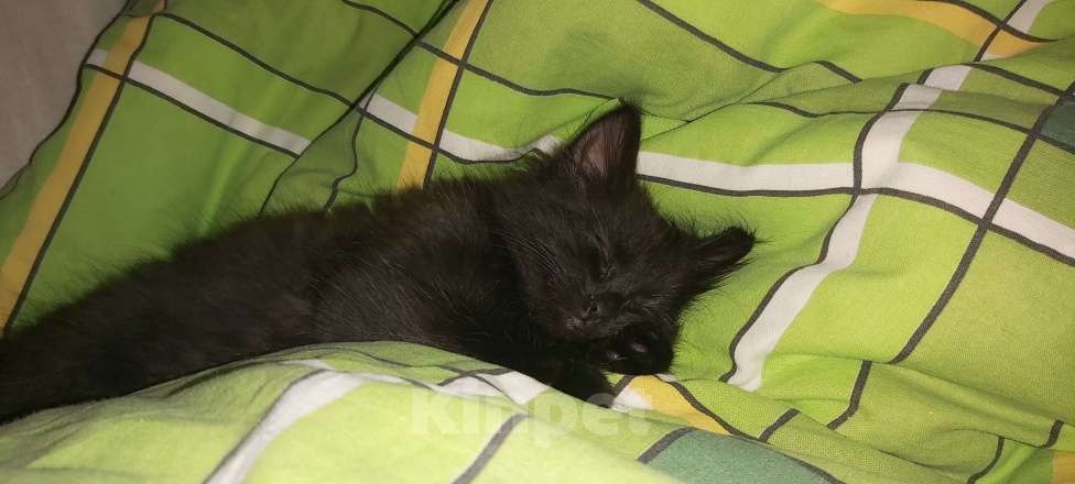 Кошки в Ижевске: Отдам в добрые руки, бесплатно. Девочка, Бесплатно - фото 1